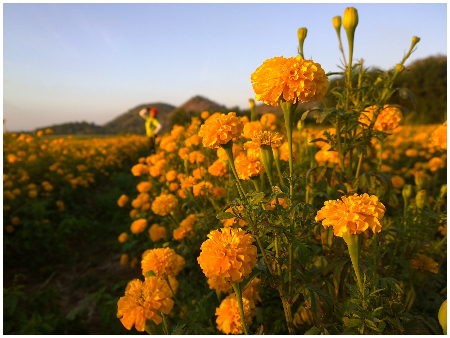 รูปภาพ