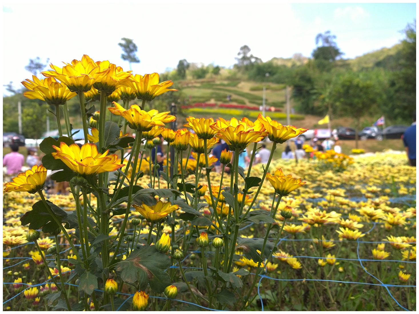 รูปภาพ