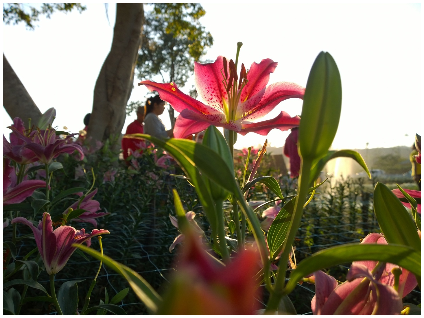 รูปภาพ