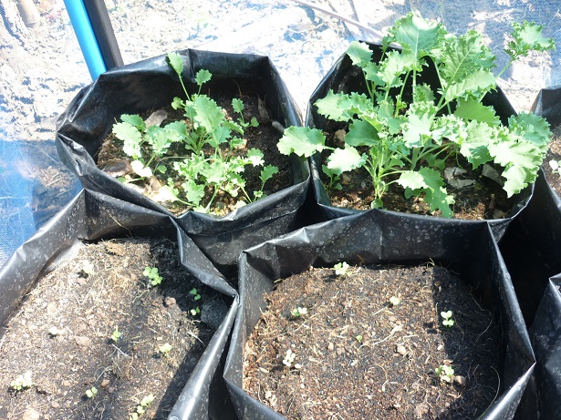 ผัก Kale