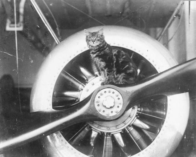 16 ภาพแมว สหายร่วมรบช่วงสงครามโลกครั้งที่ 1