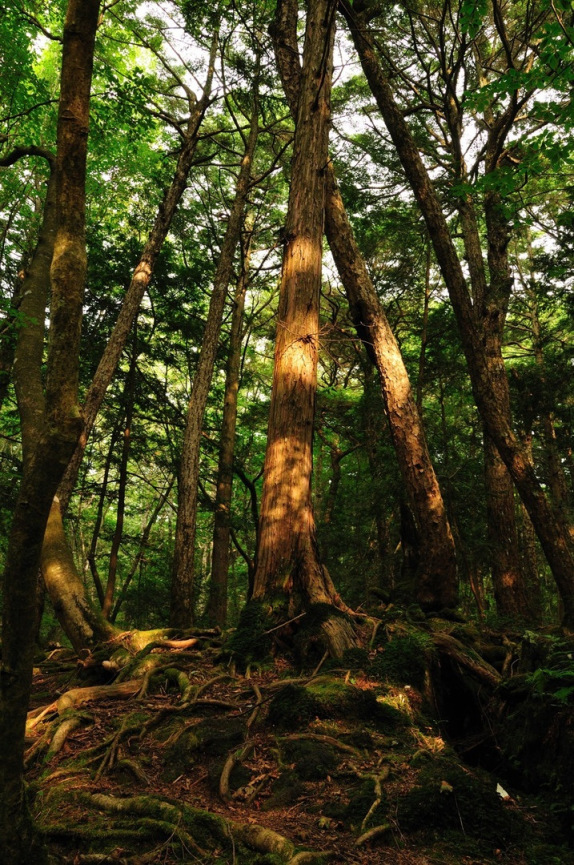 ป่าไม้ปลิดวิญญาณในญี่ปุ่น