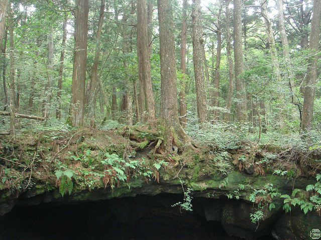 ป่าไม้ปลิดวิญญาณในญี่ปุ่น