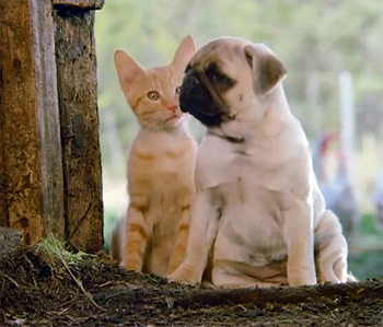 imagenes imagenes
