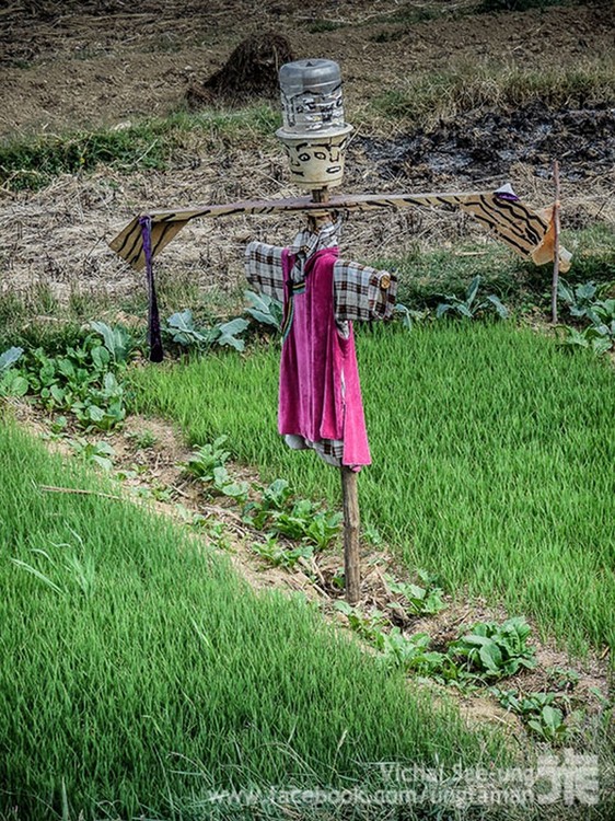 รูปภาพ
