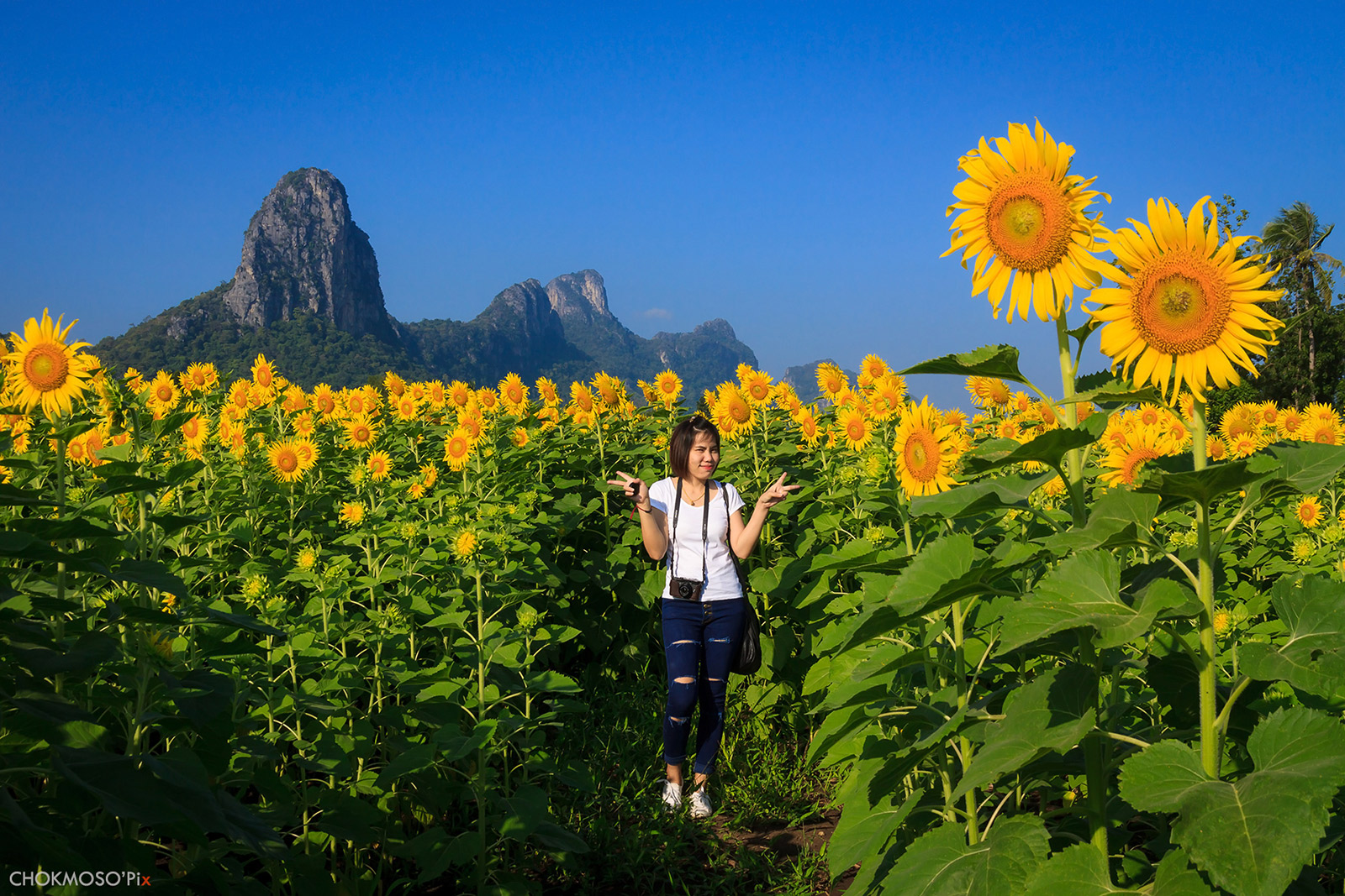 ดอกทานตะวัน