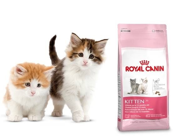 Royal 2025 canin pantip