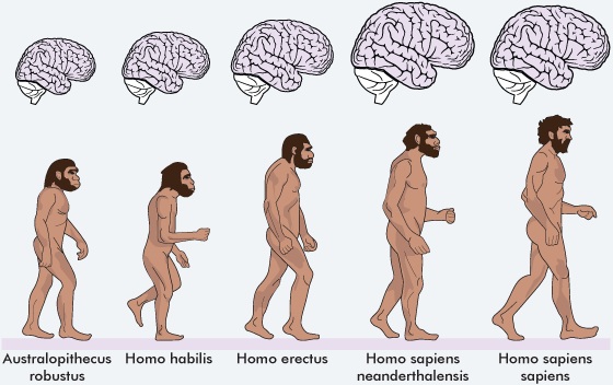 สมอง Homo Sapiens Sapiens (มนุษย์ปัจจุบัน) เทียบกับ บรรพบุรุษ