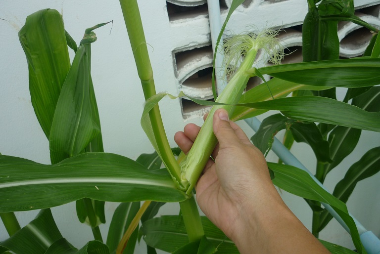 mini-baby-sweet-corn-seeds-vegetable-poporn-from-thailand-75-seeds-ebay