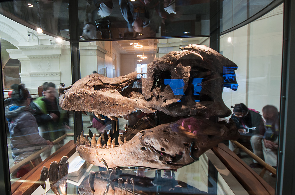 Natural History Museum kbh søger sexpartner Natural History Museum kbh søger sexpartner