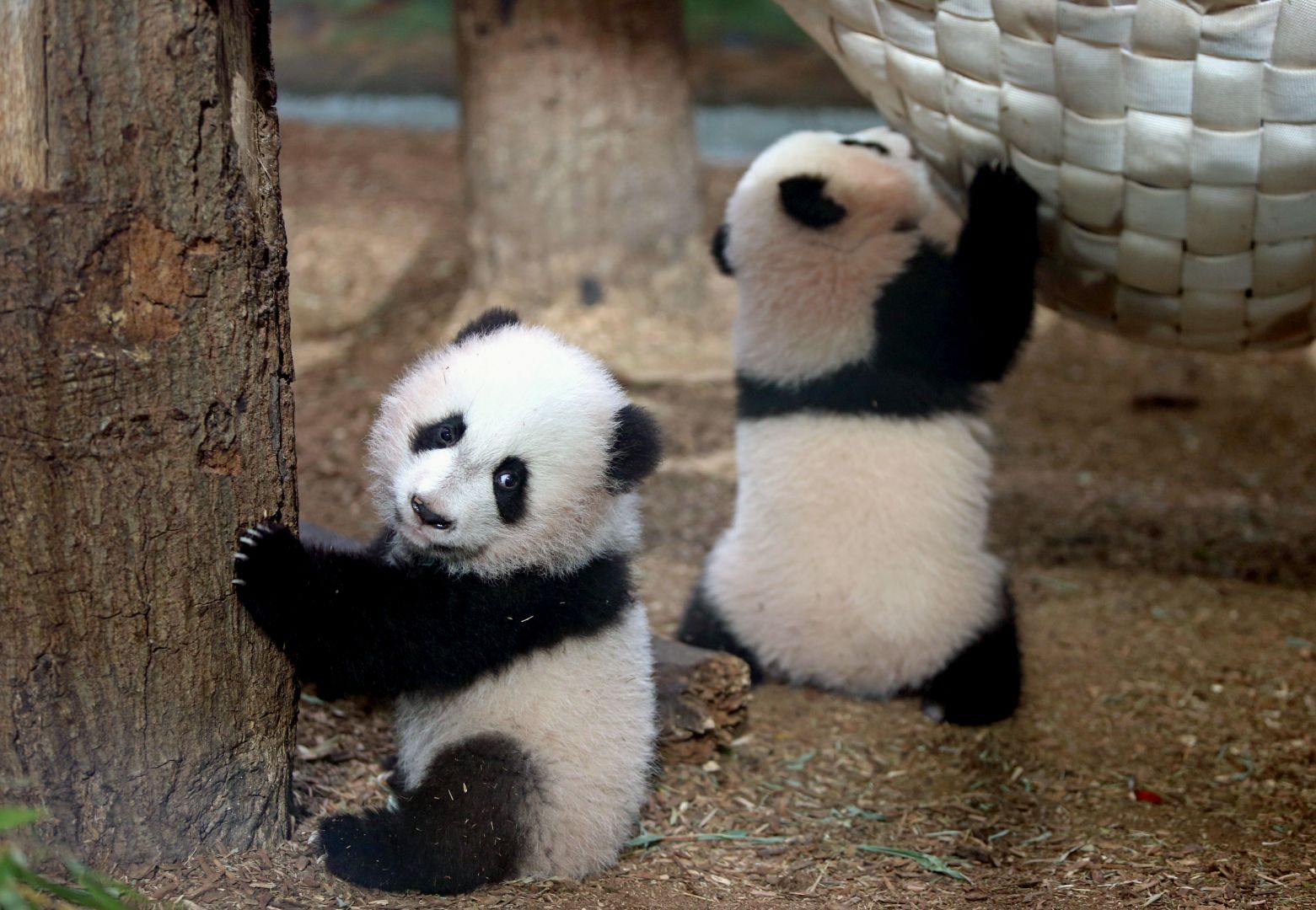 In the wild, the diet of giant panda consists almost entirely of bamboo