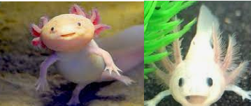 ใครเลี้ยง Axolotl (หมาน้ำ) บ้าง  วันนี้จะบ่นถึงน้องเขาและขอความคิดเห็นถึงความน่ารักของน้องหน่อย - Pantip