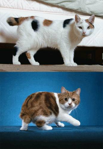 10 อันดับพันธุ์แมว(ที่เขาว่า)สวยที่สุดในโลก - Pantip