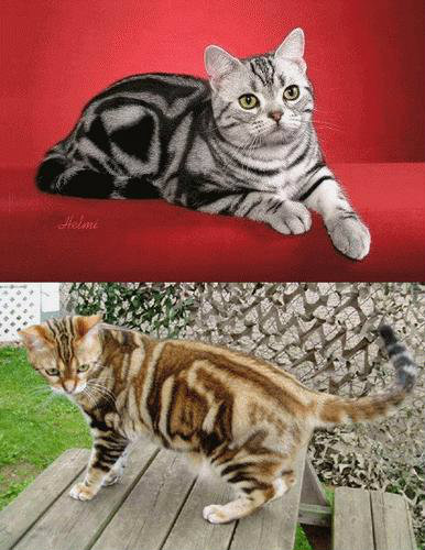 10 อันดับพันธุ์แมว(ที่เขาว่า)สวยที่สุดในโลก - Pantip