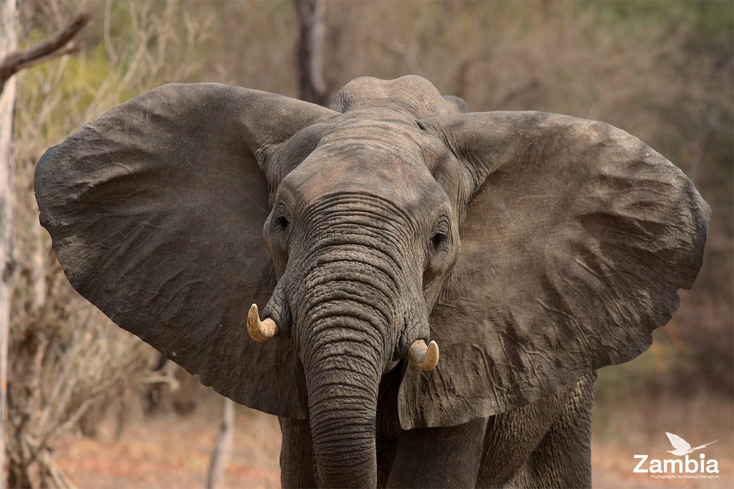 The Spirit of Zambia : ตอนที่ 3 : ท่องซาฟารีที่อุทยานแห่งชาติโมซิเอาตุนยา - 