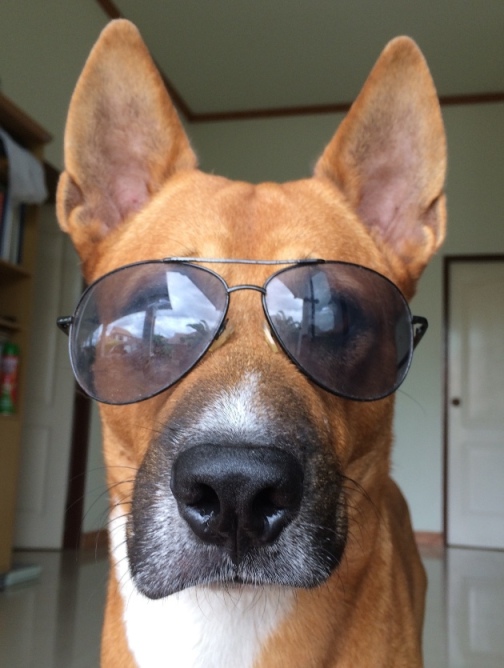 มาชวนอวดรูปน้องหมาใส่แว่นตาค่ะ มาดูซิว่าเวลาน้องหมาใส่แว่นตาแล้วจะเท่ห์แค่ไหน  - Pantip