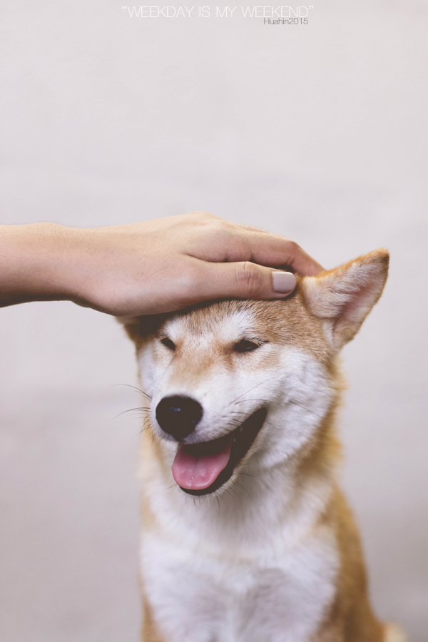 How To Test Dog Temperature Without Thermometer » Pet AZ