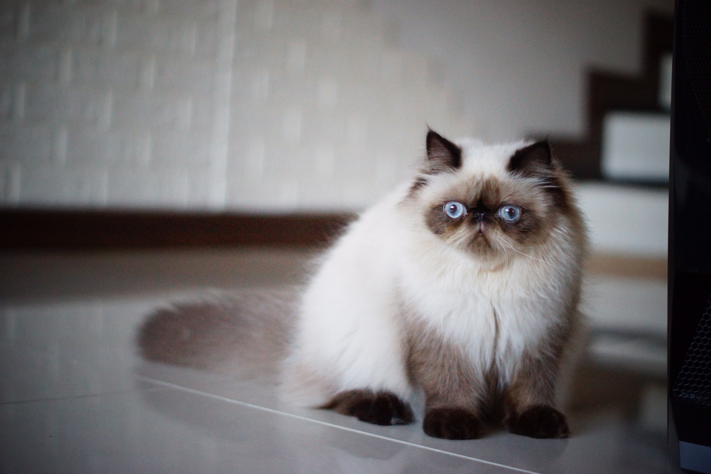 แมวหิมาลายัน - Pantip แมวหิมาลายัน - Pantip