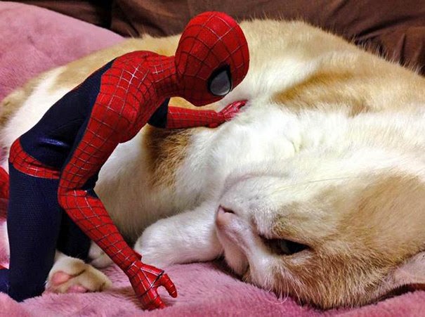 ภาพน่ารักๆระหว่างแมวกับ Spider-man (น่ารักมากกก) - Pantip