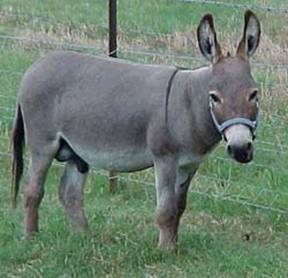 App donkey