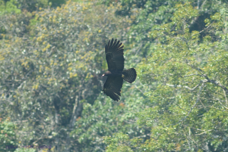 Black Eagle - eBird