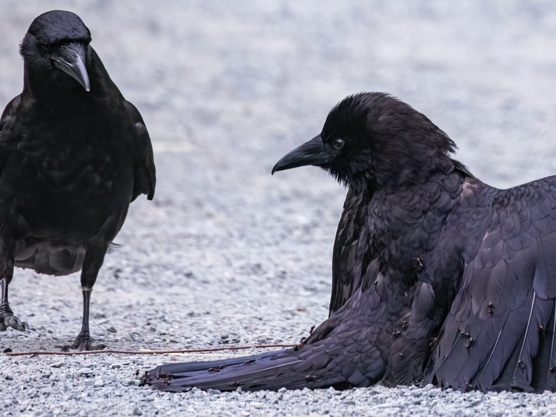 Anting & Blue Jays: Taking a bath or preparing dinner? - FeederWatch