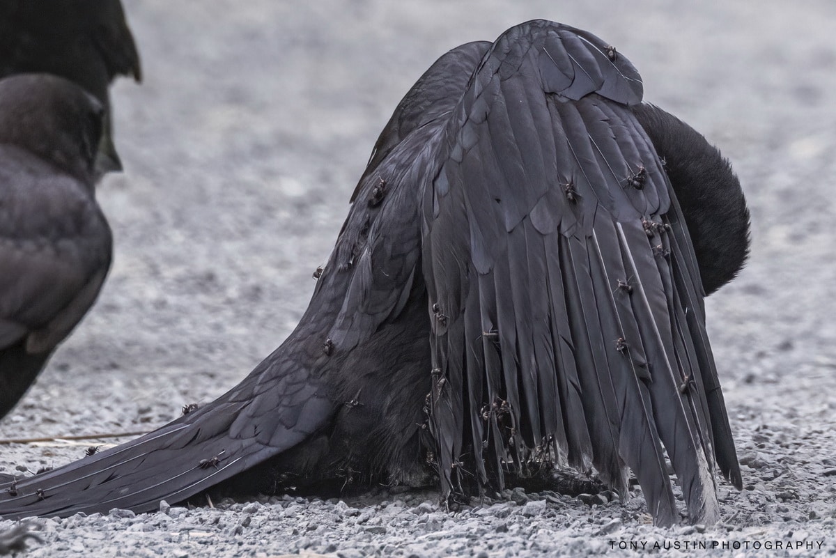 Anting & Blue Jays: Taking a bath or preparing dinner? - FeederWatch