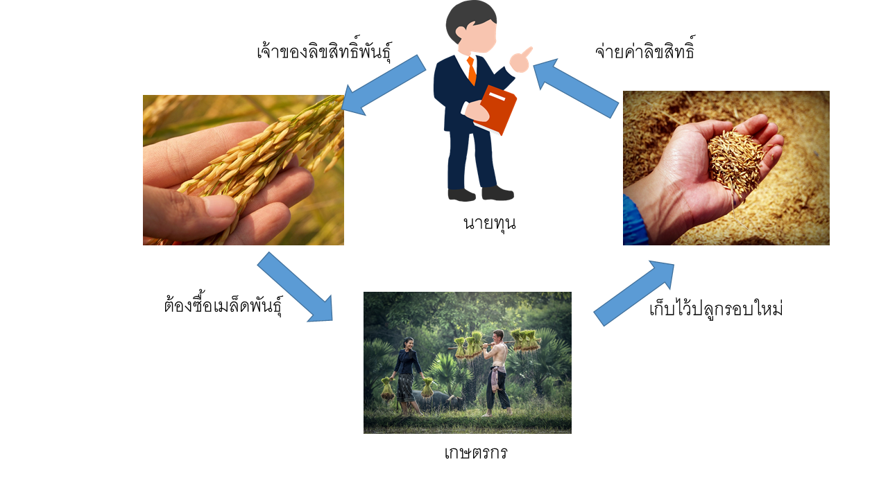 CPTPP คืออะไร ทำไมเกษตรกรไทยกำลังจะเสียเอกราชทางพันธุ์พืช ...