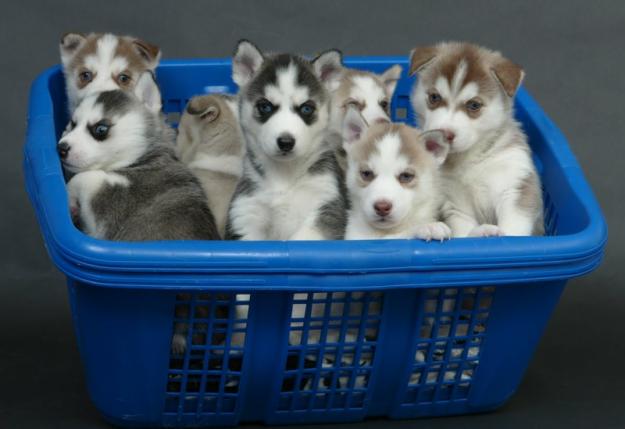 siberian-husky-puppies-for-sale-husky-puppy-cute-puppies-husky-dogs