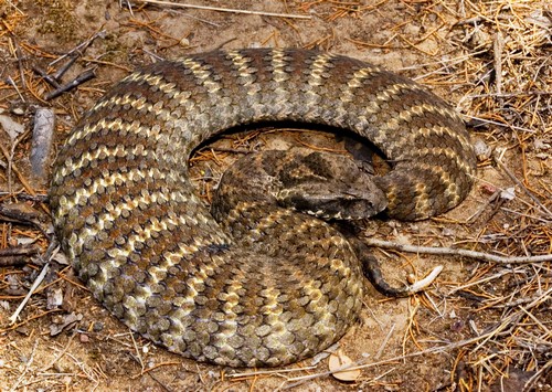 saw scaled viper vs inland taipan saw scaled viper vs inland taipan