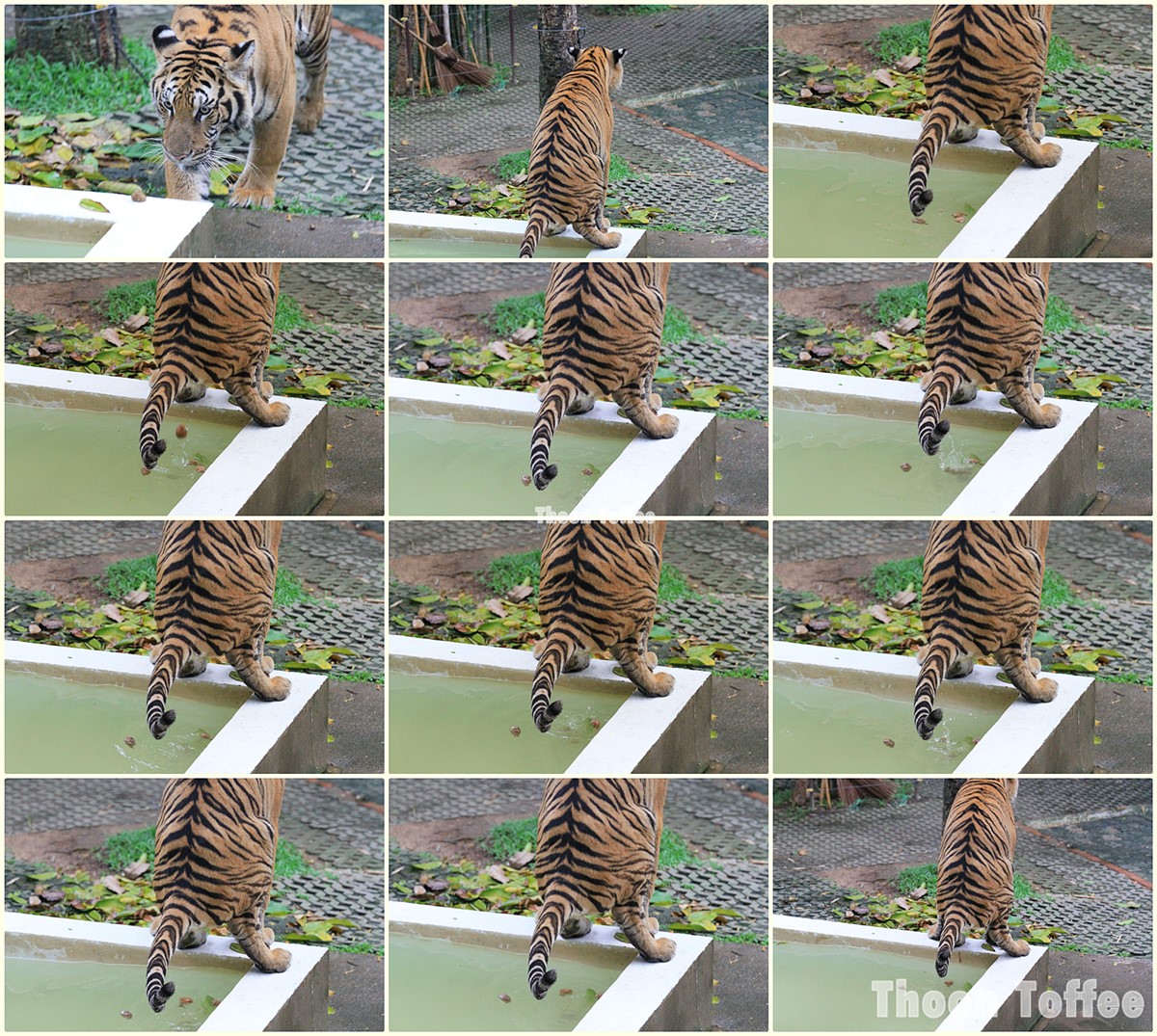 ได้ไปเที่ยว Tiger Kingdom แม่ริม จ.เชียงใหม่ ... มีโอกาสถ่ายรูปเสือปล่อยปลาโลมาลงน้ำ ก็เลยเอามาแบ่งปัน == - Pantip ได้ไปเที่ยว Tiger Kingdom แม่ริม จ.เชียงใหม่ ... มีโอกาสถ่ายรูปเสือปล่อยปลาโลมาลงน้ำ ก็เลยเอามาแบ่งปัน == - Pantip