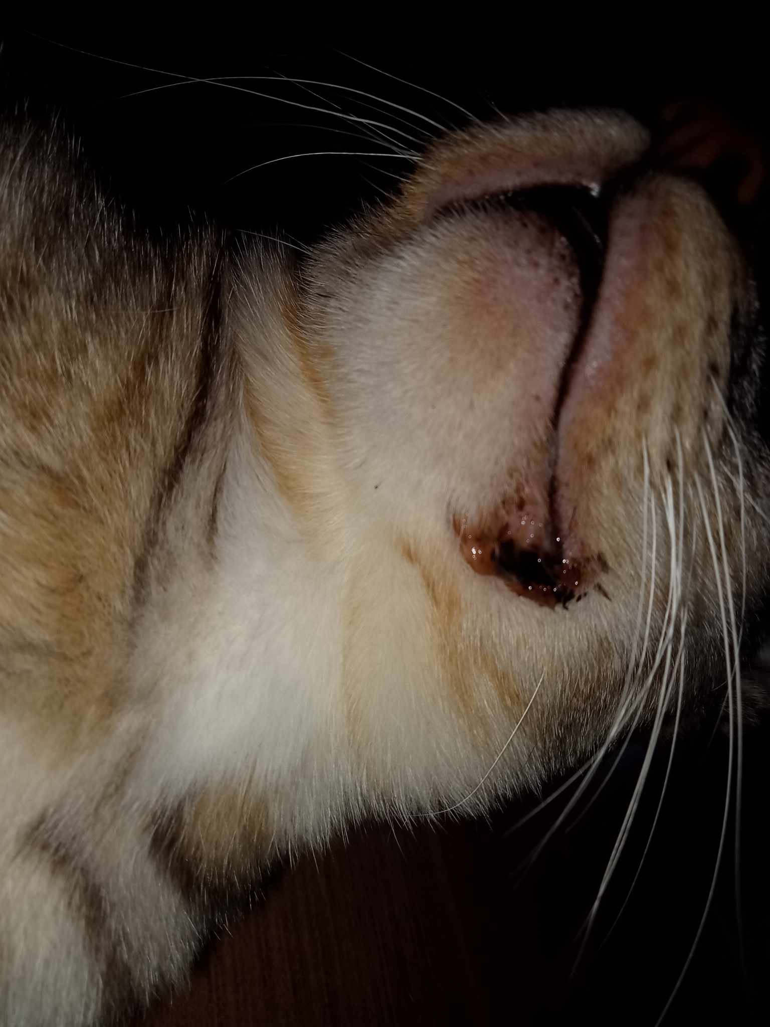 อยากทราบอาการน้องแมว ที่เป็นแผลขอบปาก มีกลิ่นปากเหม็น น้ำลายรอบปากก็เหม็นด่วยค่ะ  เรื่องการกินน้องไม่กินอาหารเม็ดเลยค่ะ - Pantip
