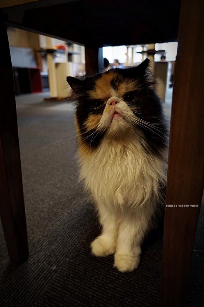 angry kitty - Picture of Cat Cafe Calico Shinjuku, Kabukicho - Tripadvisor