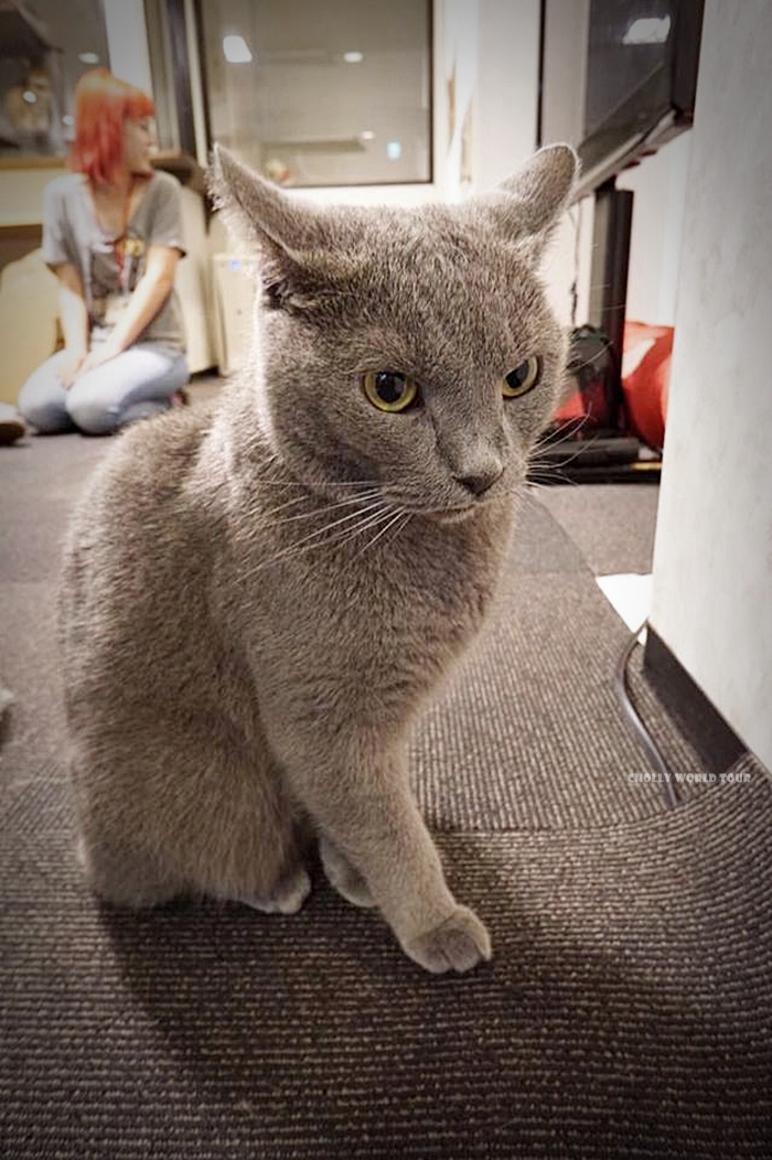 angry kitty - Picture of Cat Cafe Calico Shinjuku, Kabukicho - Tripadvisor