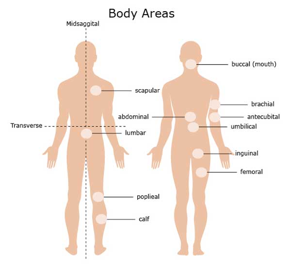 Area meaning. Trunk часть тела. Trunk в теле человека. Анатомия человека Размеры. Анатомия человека внутренние органы со спины.