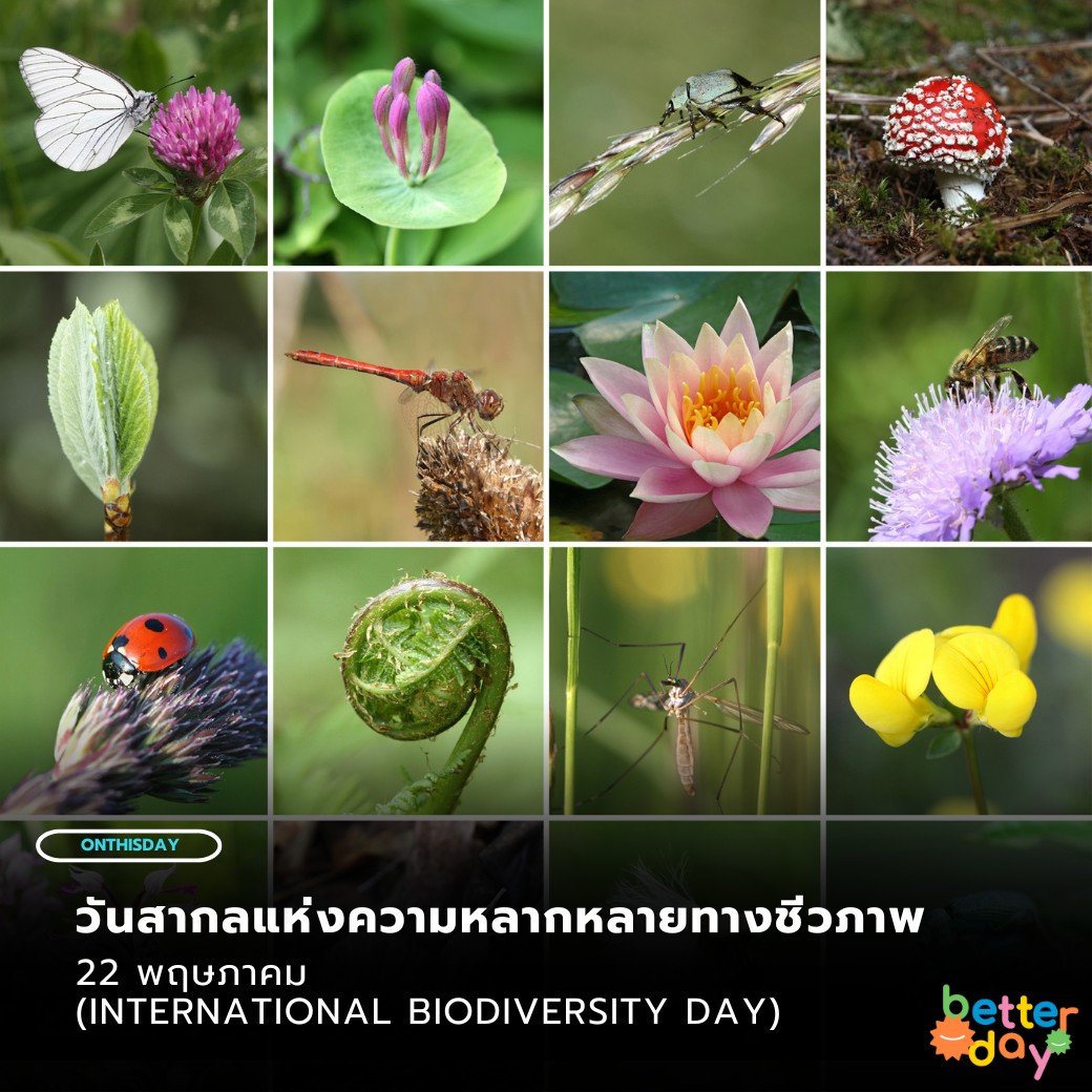 22 พฤษภาคม วันสากลแห่งความหลากหลายทางชีวภาพ International Biodiversity Day Pantip