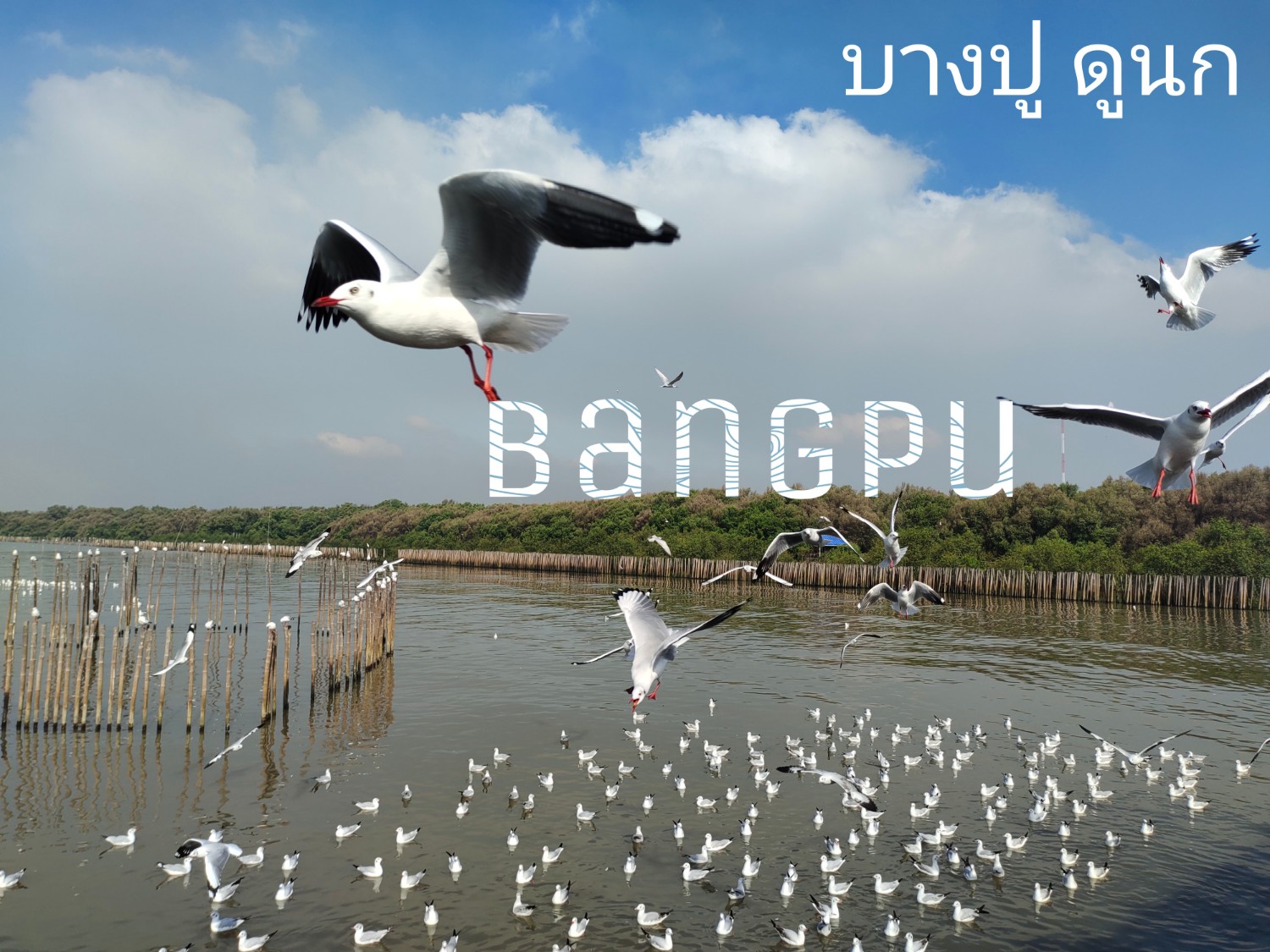 บางปู พาดูนก (นางนวล) 🕊️ ตื่นเช้าก็ฟิน กินลม ชมนกได้ 🧡🌥️🍃🌿👍🤣🤣 - Pantip