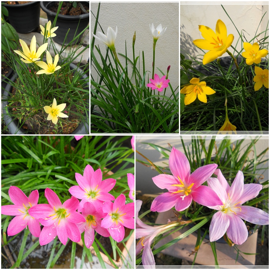 ผลการค้นหารูปภาพสำหรับ บัวดิน