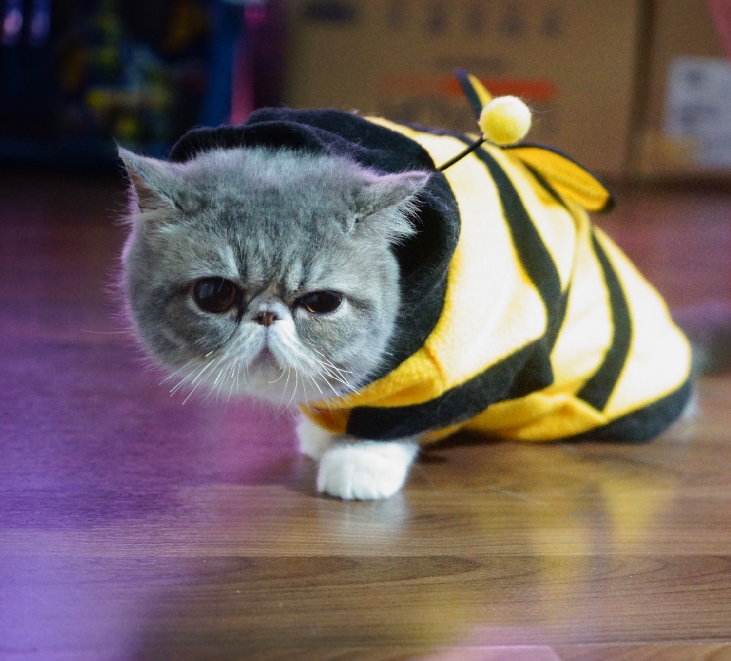 ขอสอบถามคนที่เลี้ยง เอ็กโซติก ช็อตแฮร์ ครับ @@@@ - Pantip