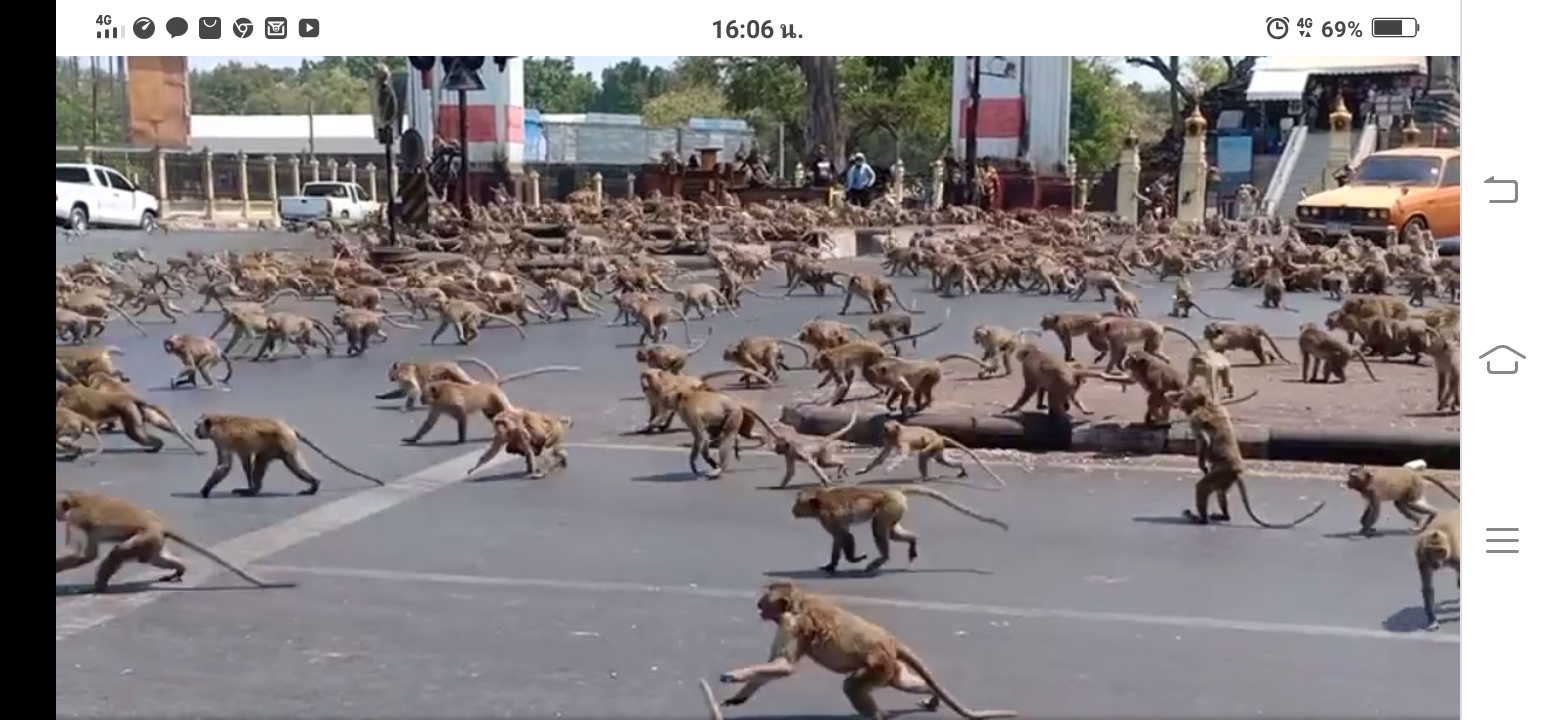 Нашествие обезьян. Лопбури Таиланд обезьяны. Обезьяны нападают на людей в Тайланде. Лопбури город обезьян. Нашествие обезьян в Таиланде.