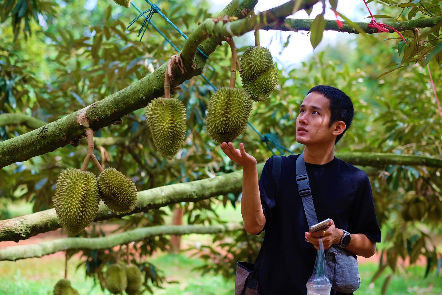 รีวิวทุเรียนภูเขาไฟ ศรีสะเกษ อ.ขุนหาญ #สวนลุงเสริม - Pantip