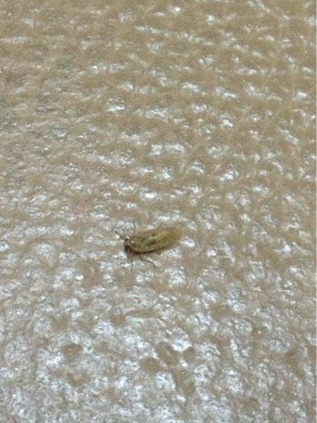มันคือแมลงอะไรค่ะ! ตอนนี้มันอยู่บนเตียงเต็มไปหมดเลย แง๊ - Pantip