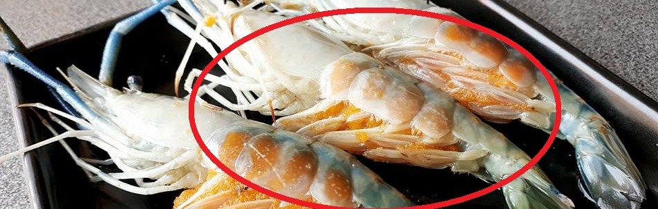 สอบถามผู้รู้เกี่ยวกับกุ้งครับ ส่วนนี้มันคืออะไร ??? - Pantip