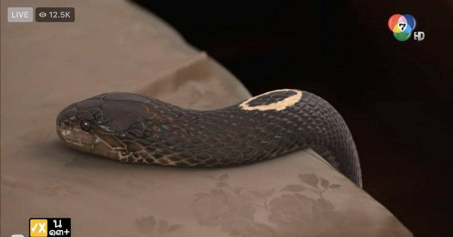 เรื่องย่อแม่เบี้ยงูคือใคร