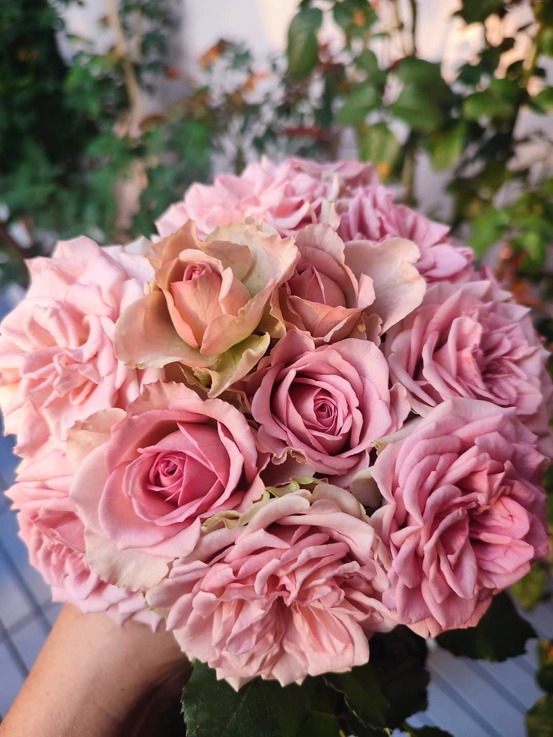 🌺🌸🌹Diary Roses : กุหลาบ Montmartre มงเอยมงมาร์ต น้องสวยหวานคลาสสิค 🌹🌸🌺 ...