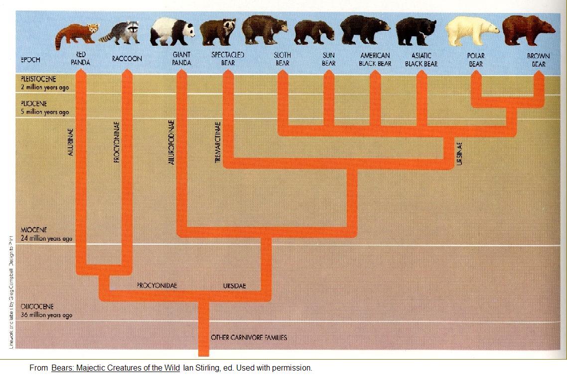 Время происхождения животных. Филогенетическое Древо Медвежьих. Филогенетическое Древо медведей. Эволюционное Древо медведей. Эволюционное дерево кошек.