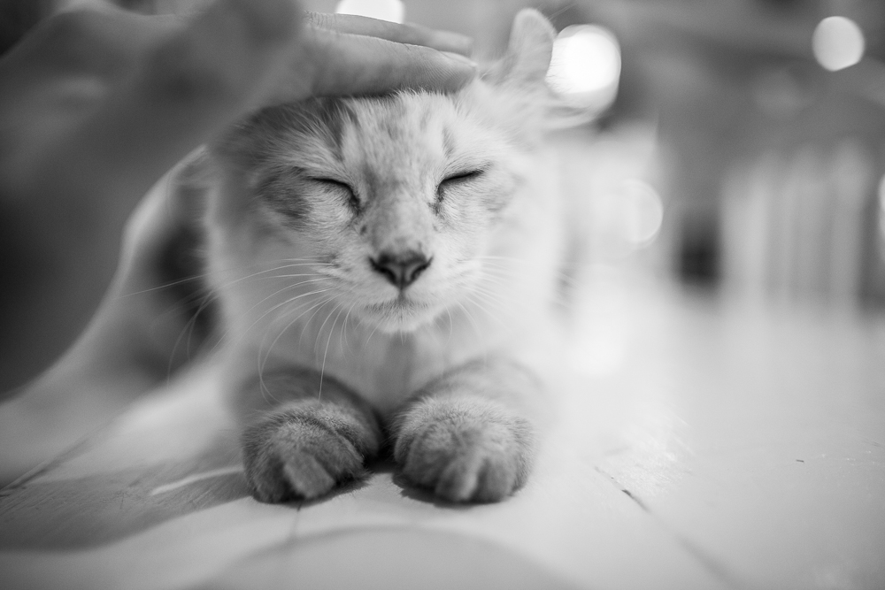 [ภาพขาวดำ] ภาพแมวจาก Caturday Cat Cafe Pantip