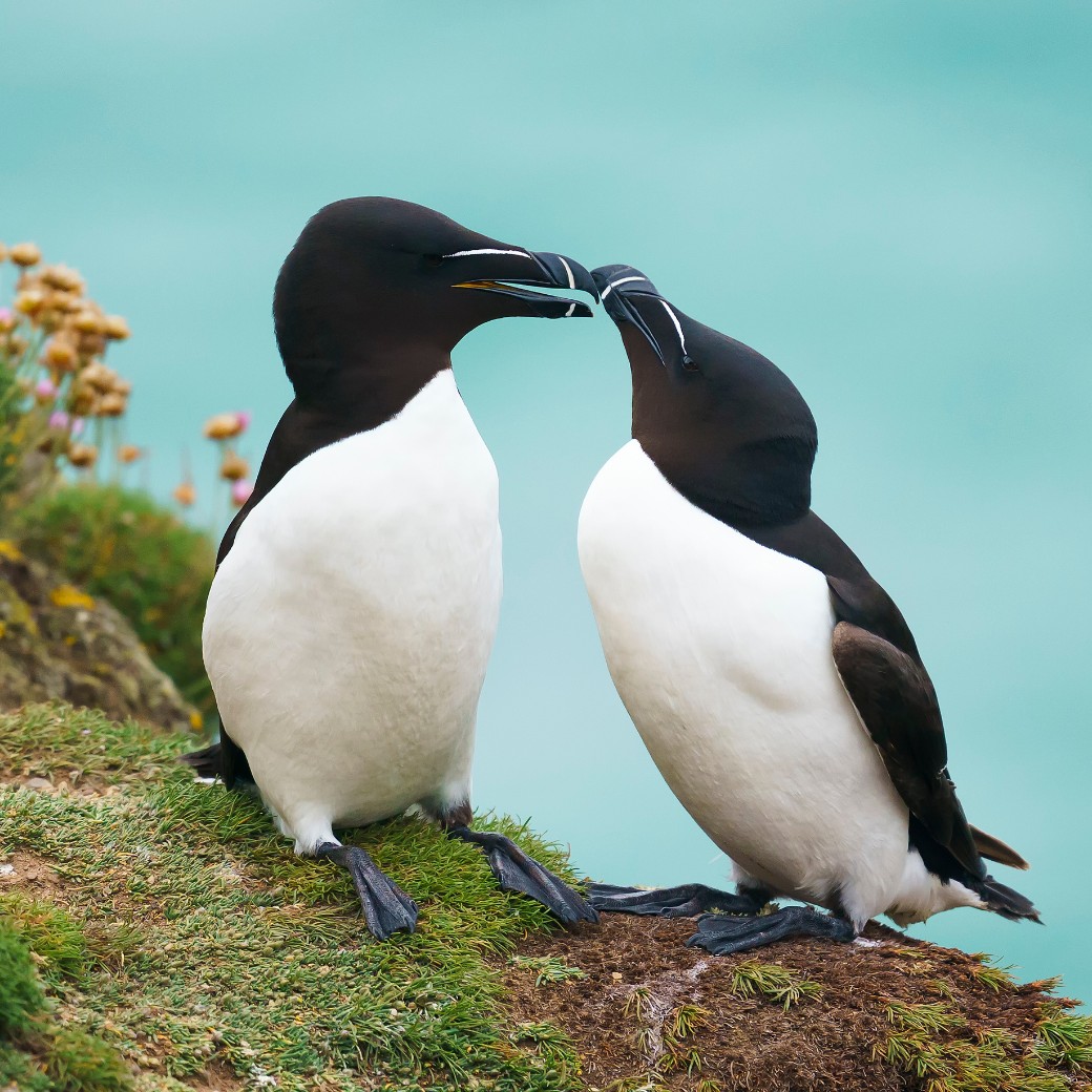 Razorbill หรือ razor-billed auk หรือ Lesser auk นกที่มีใบหน้าและจะงอย ...