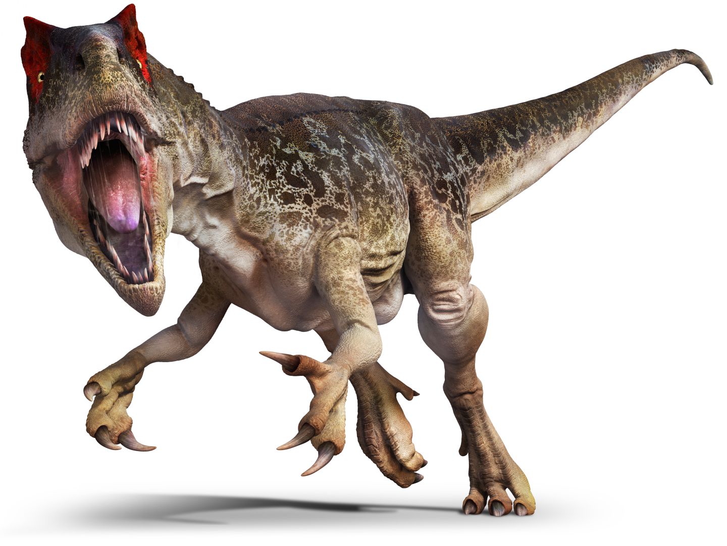 Тираннозавр рексалозавр
