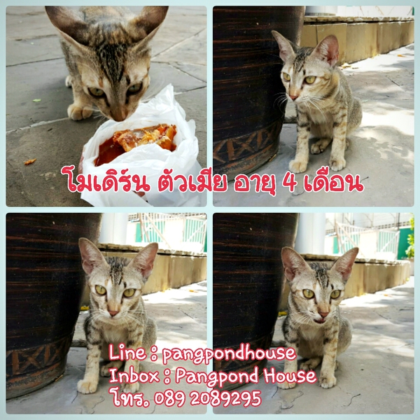 My Image 21